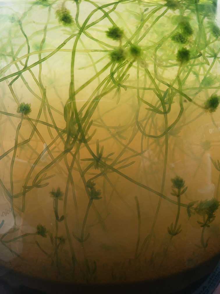 Jarrarium Algae Bloom